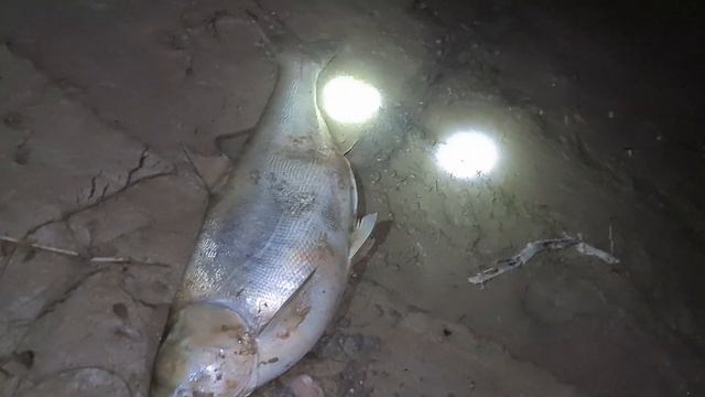 Рыбалка на Сырдарья 05.07.2021г смотреть онлайн