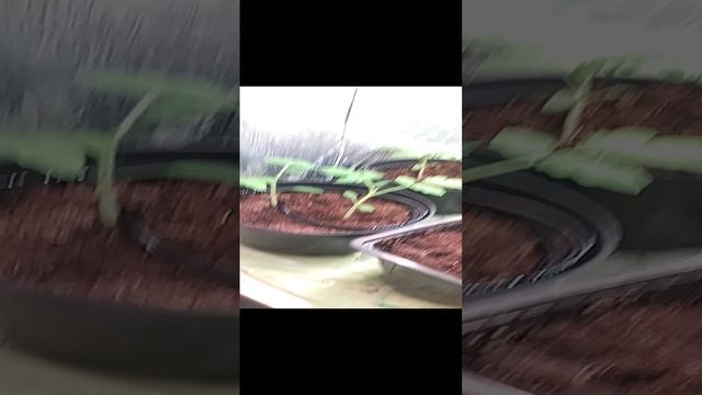 Домашний  огород
