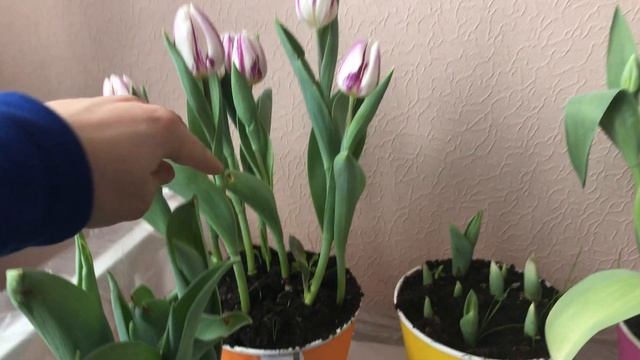 Тюльпаны  ЗИМОЙ на подоконнике  ?  ВЫРАСТИЛИ БЕЗ ОПЫТА ! Цветы для души