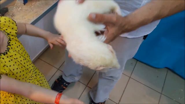Экскурсия в ТРОГАТЕЛЬНЫЙ ЗООПАРК в Кирилловке. Отдых в Кирилловке продолжается.