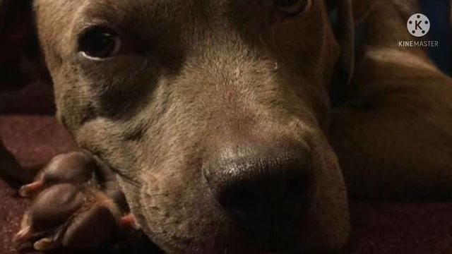 Железнодорожники обнаружили собаку, привязанную на платформе вагона-лесовоза смотреть онлайн