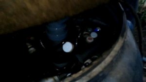 Клариевый сом или африканский сом, мое небольшое УЗВ