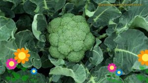 Капуста брокколи F1 Агасси. Краткий обзор, описание характеристик, где купить саженцы F1 Agassi