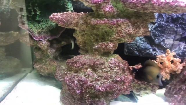 100g FOWLR update (added annularis angel, brown naso) смотреть онлайн