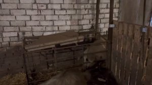 Содержание венгерской Мангалица на Урале
