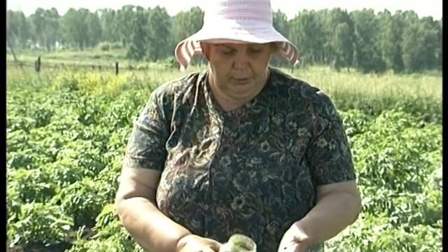 Нетрадиционные способы избавиться от колорадского жука смотреть онлайн