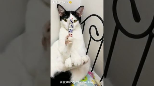 Cat balancing dice