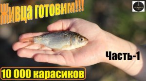 Поймали 10.000 карасиков(малька). Заготовка ЖИВЦА для зимней рыбалки на Жерлицах. Часть-1.