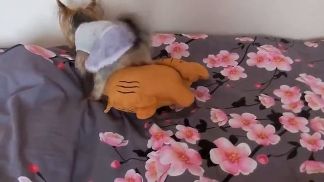 Девочки, такие девочки! | Течка у собак | 02.03.17. смотреть онлайн