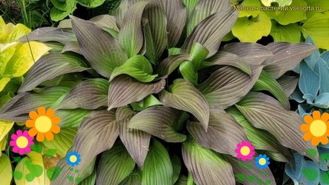 Хоста гибридная Фёрст Блаш. Краткий обзор, описание характеристик hosta hybrida First Blush смотреть онлайн