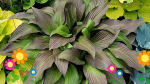 Хоста гибридная Фёрст Блаш. Краткий обзор, описание характеристик hosta hybrida First Blush