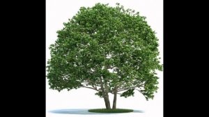 ОЛЬХА  /ALNUS( растения/plants)( HD slide show)!