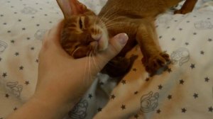 Абиссинский котенок окраса соррель. Питомник Fidget Tail.