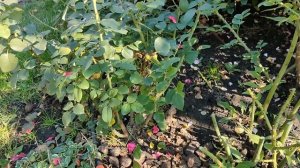 Обрезка роз.  Обрезка флорибунды и чайно гибридной розы.