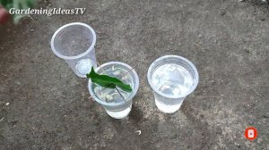 How to propagate Anthurium with water