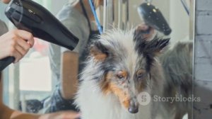 Шелти. Лучшая порода.