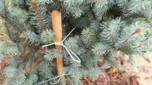 Взрослая Ель Изели Фастигиата с ОКС. Осенняя посадка???