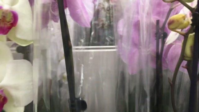 Шикарный завоз орхидей в Леруа Мерлен 2 июля 2019 г Пират Пикоти , Амстердам, Дрим Даймонд.. смотреть онлайн