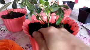 Пересадка комнатной розы. Получилось 4 кустика!
