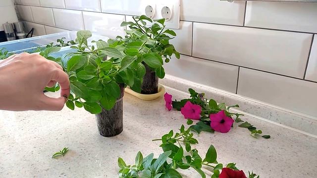 ПЕТУНИЯ - ЛЕГКО! Целая клумба из одной петунии! Обрезка и черенкование петуний смотреть онлайн