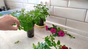 ПЕТУНИЯ - ЛЕГКО! Целая клумба из одной петунии! Обрезка и черенкование петуний