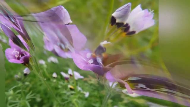 ГИЛИЯ (GILIA)
