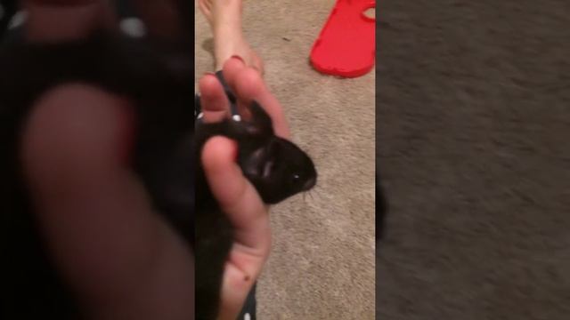 Моё Любимое животное смотреть онлайн