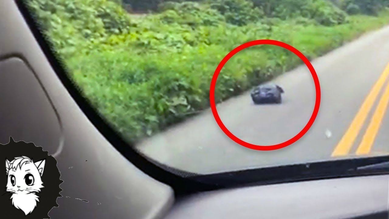 ЖЕНЩИНА УВИДЕЛА МУСОРНЫЙ МЕШОК НА ДОРОГЕ И ВОТ ЧТО БЫЛО ВНУТРИ [Белый кот] смотреть онлайн