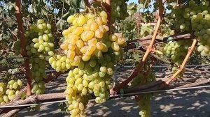 Виноград Столетие: чем хорош этот бессемянник?