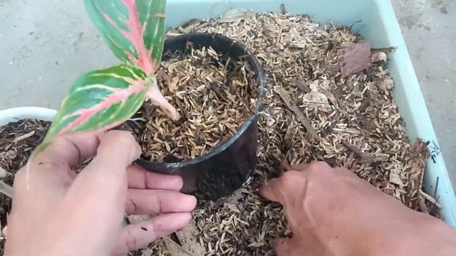 Update My Aglaonema Butterfly from Cutting Propagation смотреть онлайн