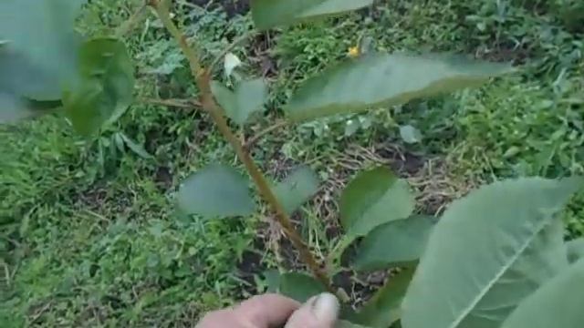 Как остановить рост побегов черешни, в условиях короткого лета - последняя фаза смотреть онлайн