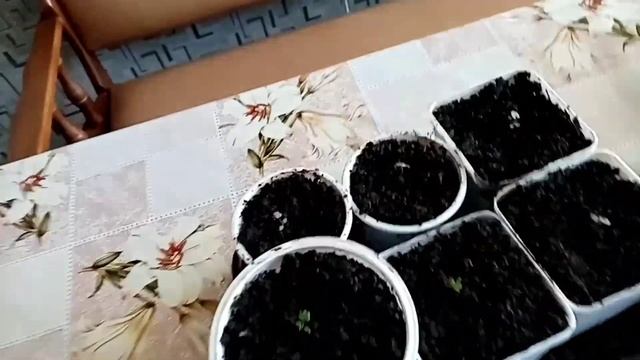 Рассада земляники лесной Али-Баба, пикировка, обзор в 1 месяц. смотреть онлайн