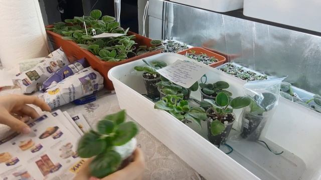 Как продать излишки фиалок новичку, в зимнее время? Фиалки от листочка до цветочка.Путь новичка #46 смотреть онлайн