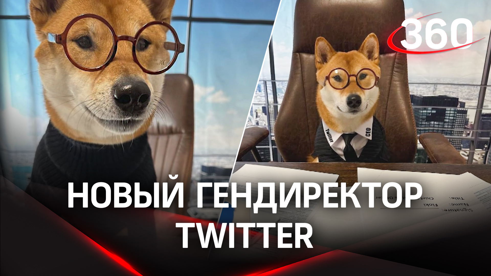 Илон Маск назначил своего пса гендиректором Twitter