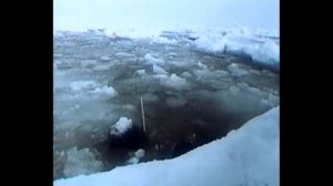 В объективе животные. Гренландский тюлень