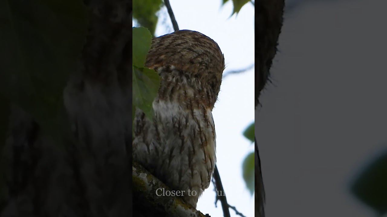 Голос Серой Неясыти / Tawny Owl sound смотреть онлайн
