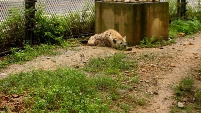 китай город курорт Далянь. Dalyani смотреть онлайн