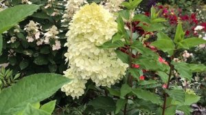 Ну какие же они красивые!!! Колеусы в моем цветнике????????