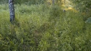 Природа Сибири. Летняя прогулка по Сибирскому,  для поднятия настроения.