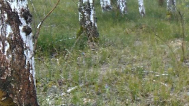 Весна (Г. Зайдель)_Spring (G. Seidel)_Frühling (G. Seidel)