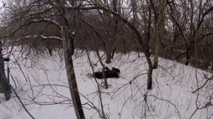 Атака кабана. Опасная ситуация на охоте