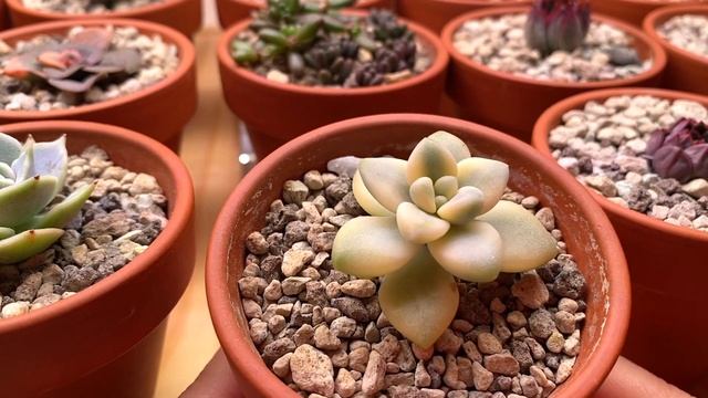 Как аккуратно сделать черенок суккулента (без потери лишних листочков) смотреть онлайн