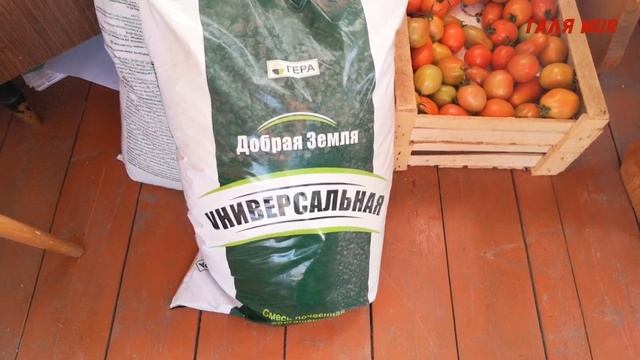 Томат ВИНОГРАДНАЯ ГРОЗДЬ и мои перцы смотреть онлайн