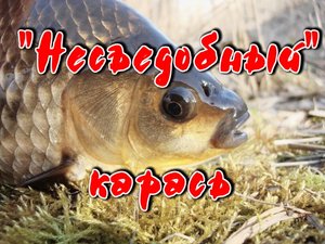 "Несъедобный" карась.mp4