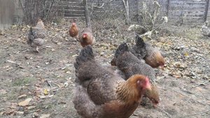 Белифельдер на выгуле