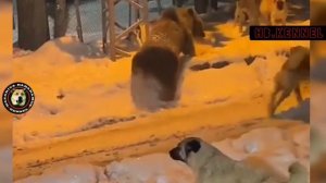 Kangal vs Bear Attack | Kangal Dog fight against Bear