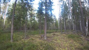 Русская гончая Стрелка (1,5 года). Охота на зайца беляка по чернотропу