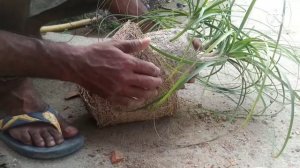 Ponytail/nolina palm/elephant foot plant ka care and repotting keise karein