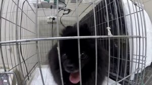 Синдром коллапса трахеи. Дыхание по типу "Гусиный-Гогот"