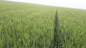 Озимая пшеница Губернатор Дона 10 июня 2021, предшественник подсолнечник.